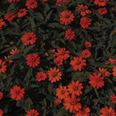 加拿大pc软件平台下载手机版